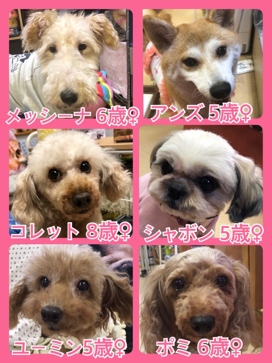 🐾今日の里親様募集中ワンコ🐶メンバーです🐾2019,7,9
